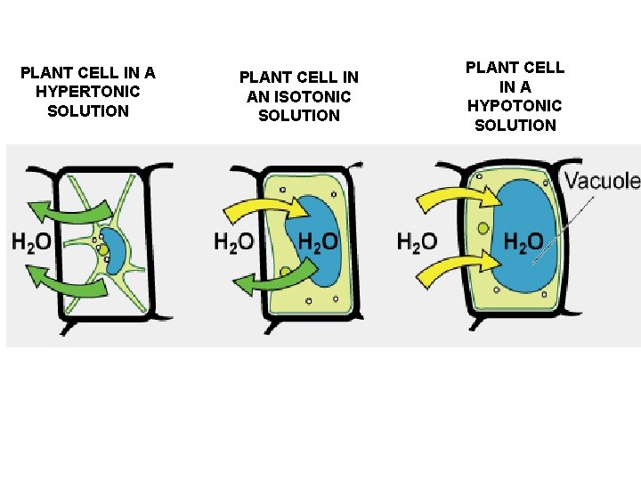 PLANT CELL IN A HYPERTONIC SOLUTION PLANT CELL IN AN ISOTONIC SOLUTION PLANT CELL