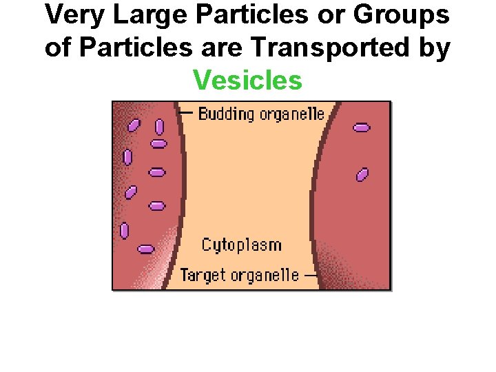 Very Large Particles or Groups of Particles are Transported by Vesicles 