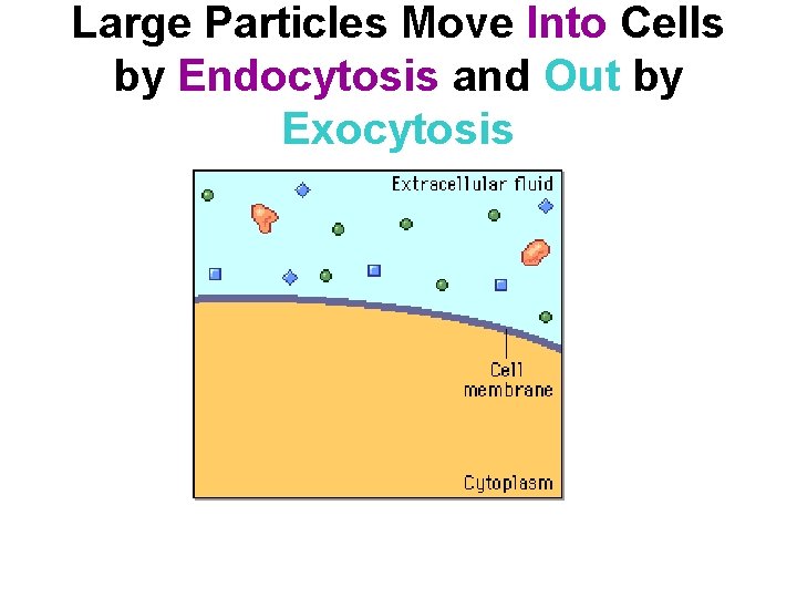 Large Particles Move Into Cells by Endocytosis and Out by Exocytosis 