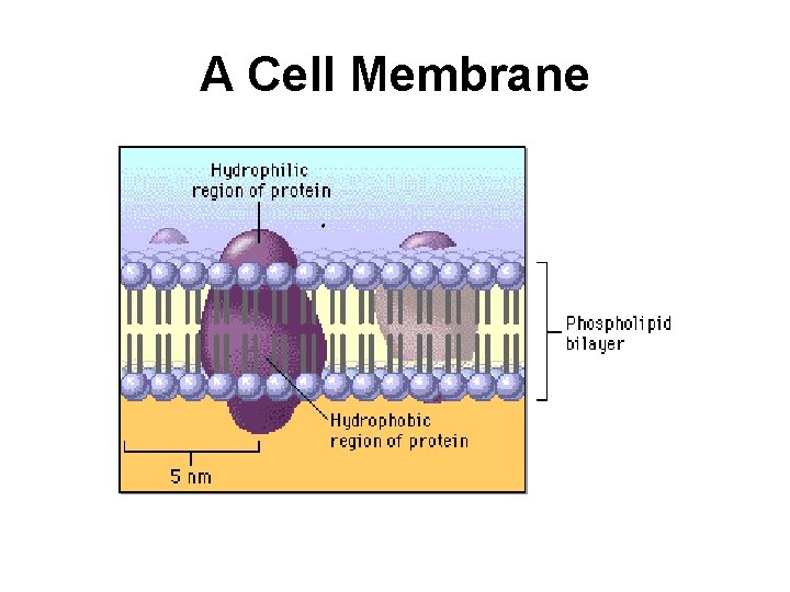 A Cell Membrane 