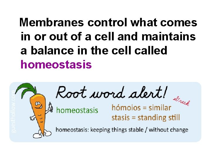 Membranes control what comes in or out of a cell and maintains a balance