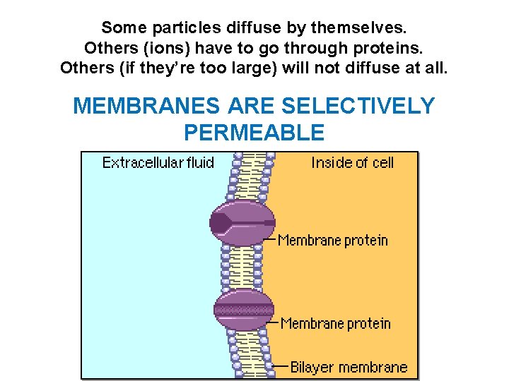 Some particles diffuse by themselves. Others (ions) have to go through proteins. Others (if