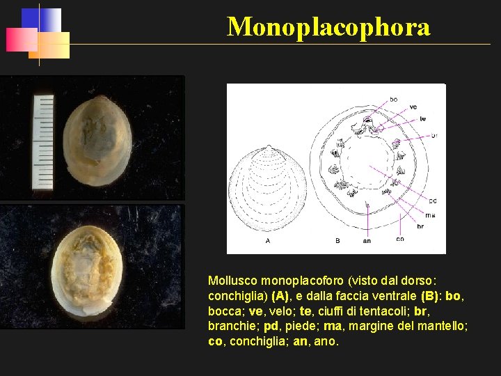 Monoplacophora Mollusco monoplacoforo (visto dal dorso: conchiglia) (A), e dalla faccia ventrale (B): bo,