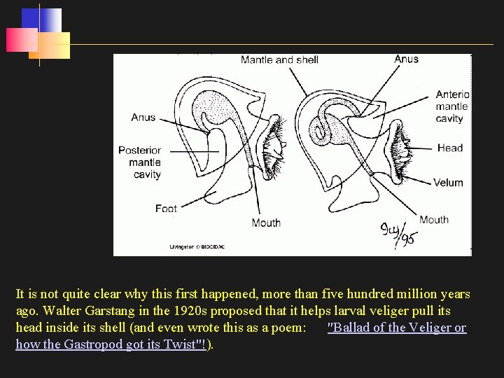 It is not quite clear why this first happened, more than five hundred million