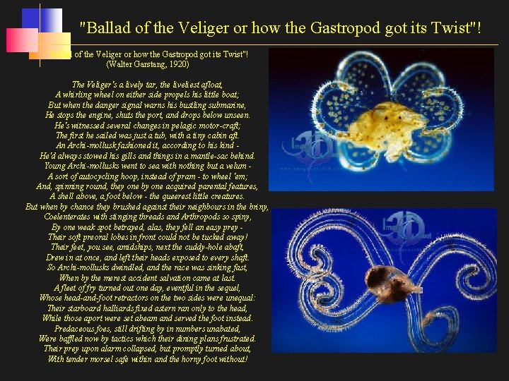 "Ballad of the Veliger or how the Gastropod got its Twist"! (Walter Garstang, 1920)