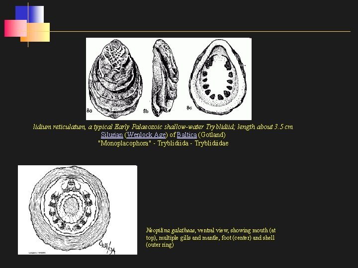 lidium reticulatum, a typical Early Palaeozoic shallow-water Tryblidiid; length about 3. 5 cm Silurian
