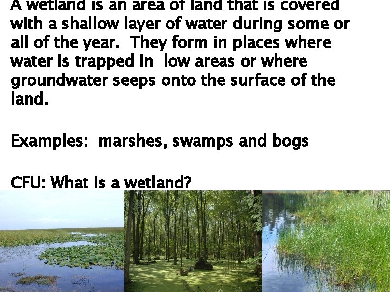 A wetland is an area of land that is covered with a shallow layer