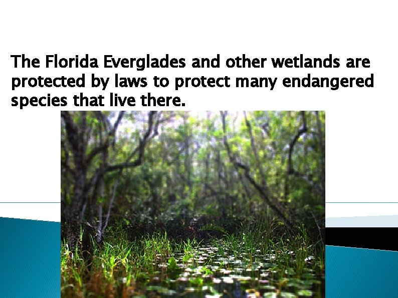 The Florida Everglades and other wetlands are protected by laws to protect many endangered