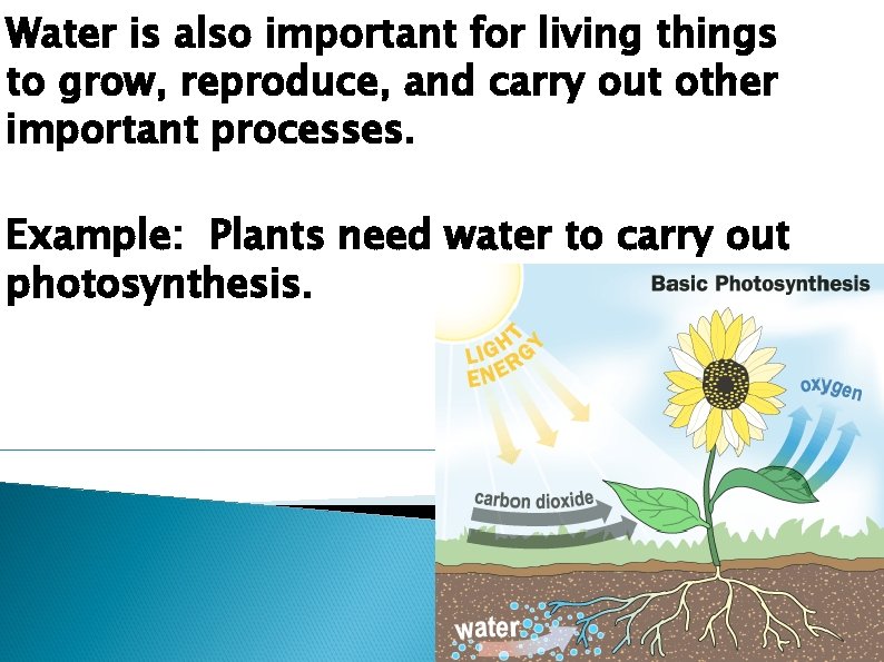 Water is also important for living things to grow, reproduce, and carry out other