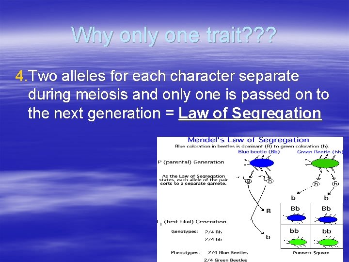 Why only one trait? ? ? 4. Two alleles for each character separate during