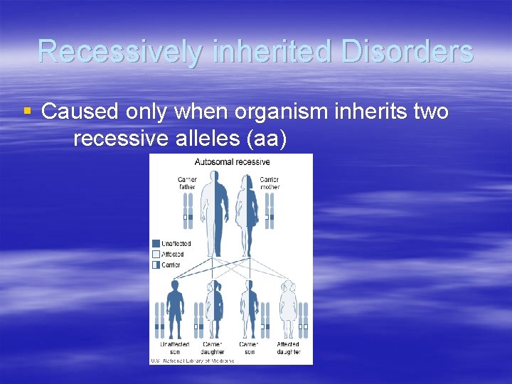 Recessively inherited Disorders § Caused only when organism inherits two recessive alleles (aa) 