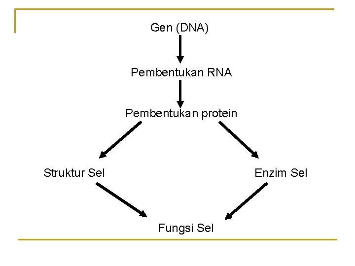 Gen (DNA) Pembentukan RNA Pembentukan protein Struktur Sel Enzim Sel Fungsi Sel 