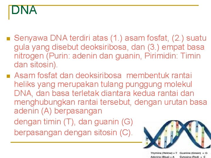 DNA n n Senyawa DNA terdiri atas (1. ) asam fosfat, (2. ) suatu