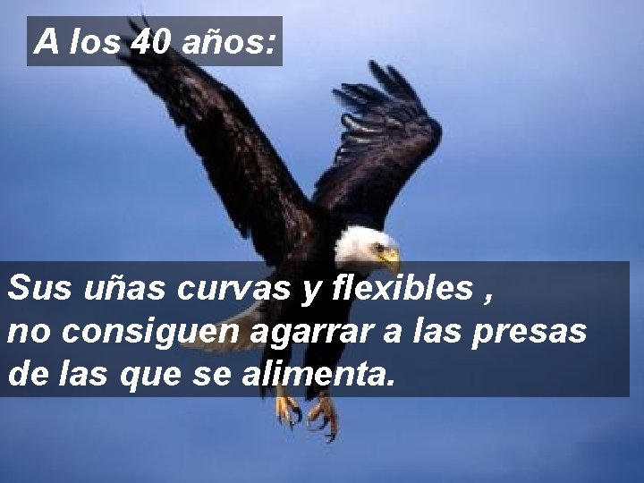 A los 40 años: Sus uñas curvas y flexibles , no consiguen agarrar a