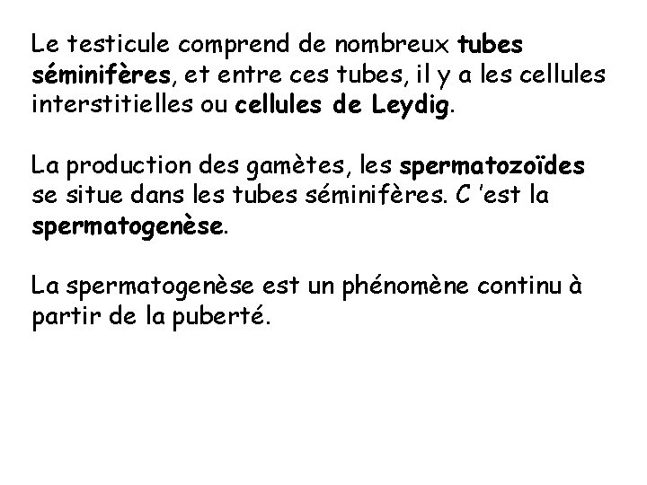 Le testicule comprend de nombreux tubes séminifères, et entre ces tubes, il y a Le testicule comprend de nombreux tubes séminifères, et entre ces tubes, il y a