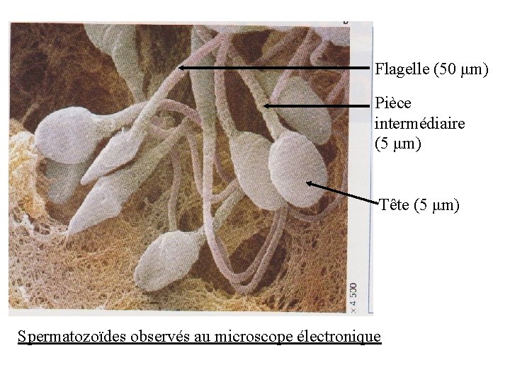 Flagelle (50 μm) Pièce intermédiaire (5 μm) Tête (5 μm) Spermatozoïdes observés au microscope Flagelle (50 μm) Pièce intermédiaire (5 μm) Tête (5 μm) Spermatozoïdes observés au microscope