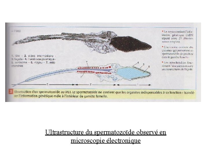 Ultrastructure du spermatozoïde observé en microscopie électronique Ultrastructure du spermatozoïde observé en microscopie électronique