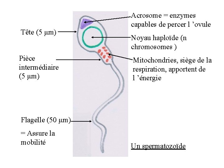Tête (5 μm) Pièce intermédiaire (5 μm) Acrosome = enzymes capables de percer l Tête (5 μm) Pièce intermédiaire (5 μm) Acrosome = enzymes capables de percer l
