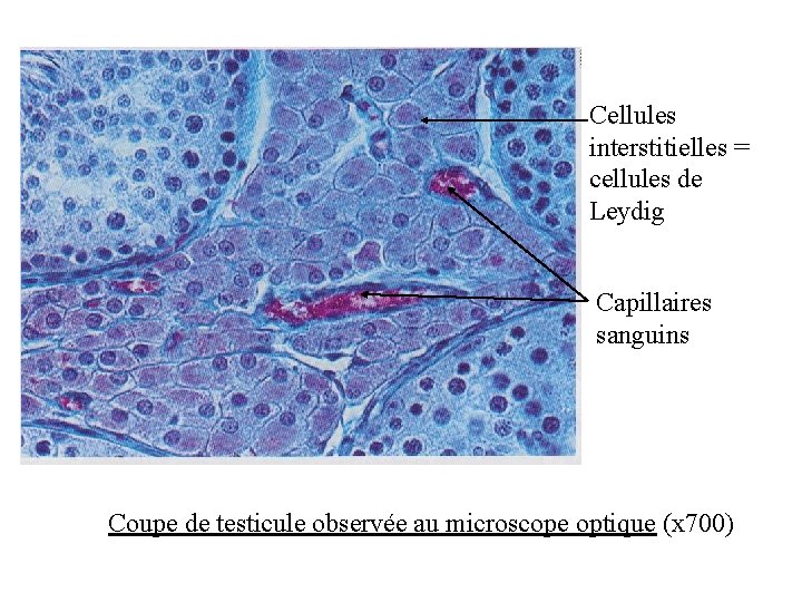 Cellules interstitielles = cellules de Leydig Capillaires sanguins Coupe de testicule observée au microscope Cellules interstitielles = cellules de Leydig Capillaires sanguins Coupe de testicule observée au microscope