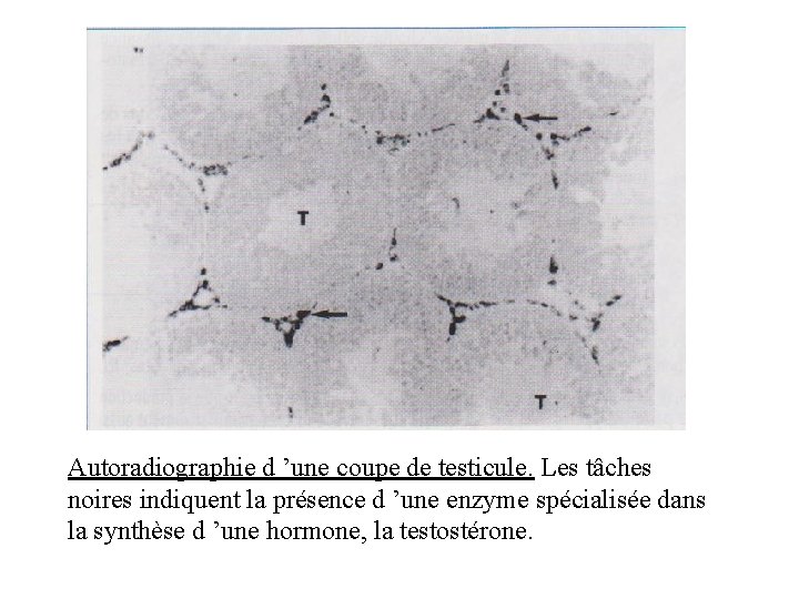 Autoradiographie d ’une coupe de testicule. Les tâches noires indiquent la présence d ’une Autoradiographie d ’une coupe de testicule. Les tâches noires indiquent la présence d ’une