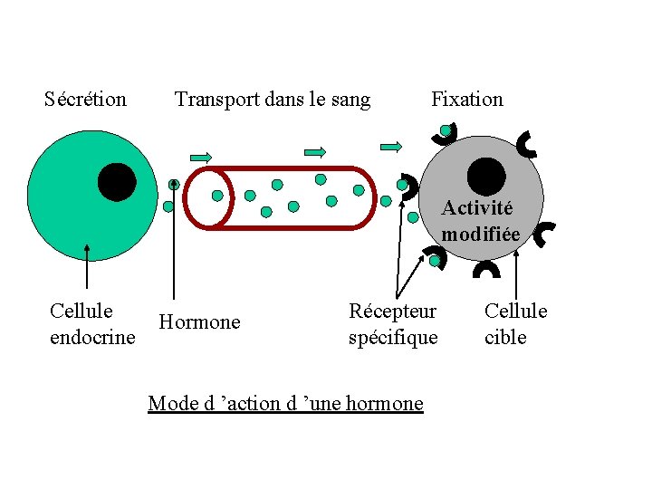 Sécrétion Transport dans le sang Fixation Activité modifiée Cellule endocrine Hormone Récepteur spécifique Mode Sécrétion Transport dans le sang Fixation Activité modifiée Cellule endocrine Hormone Récepteur spécifique Mode
