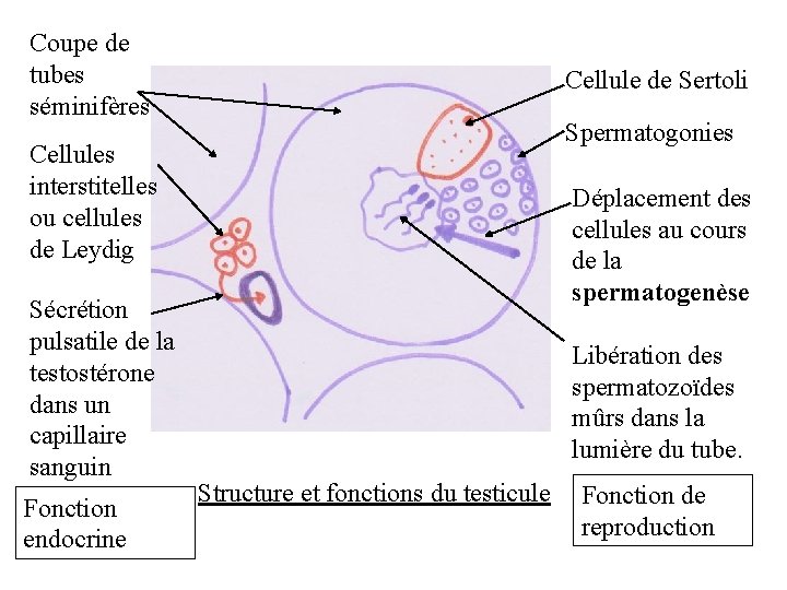 Coupe de tubes séminifères Cellule de Sertoli Spermatogonies Cellules interstitelles ou cellules de Leydig Coupe de tubes séminifères Cellule de Sertoli Spermatogonies Cellules interstitelles ou cellules de Leydig