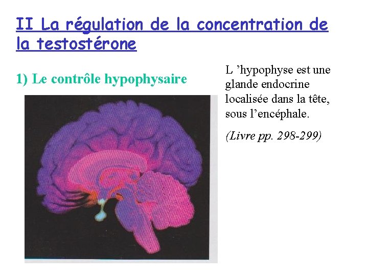 II La régulation de la concentration de la testostérone 1) Le contrôle hypophysaire L II La régulation de la concentration de la testostérone 1) Le contrôle hypophysaire L