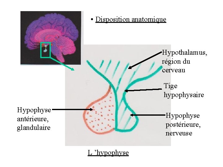 • Disposition anatomique Hypothalamus, région du cerveau Tige hypophysaire Hypophyse antérieure, glandulaire Hypophyse • Disposition anatomique Hypothalamus, région du cerveau Tige hypophysaire Hypophyse antérieure, glandulaire Hypophyse
