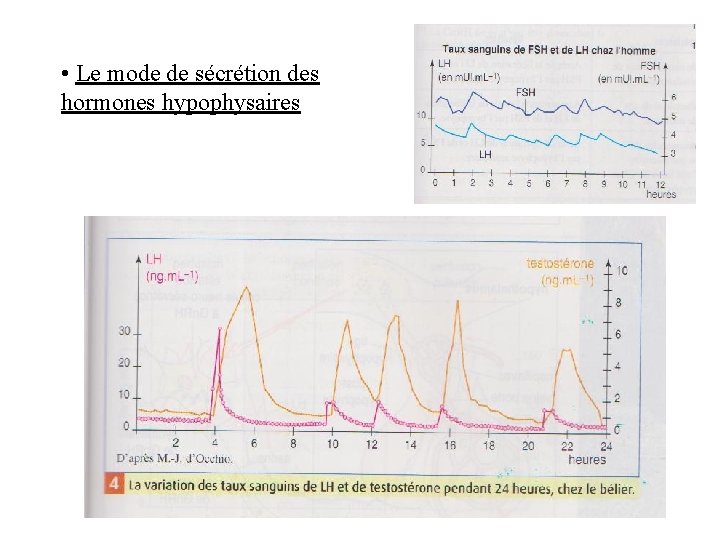• Le mode de sécrétion des hormones hypophysaires • Le mode de sécrétion des hormones hypophysaires