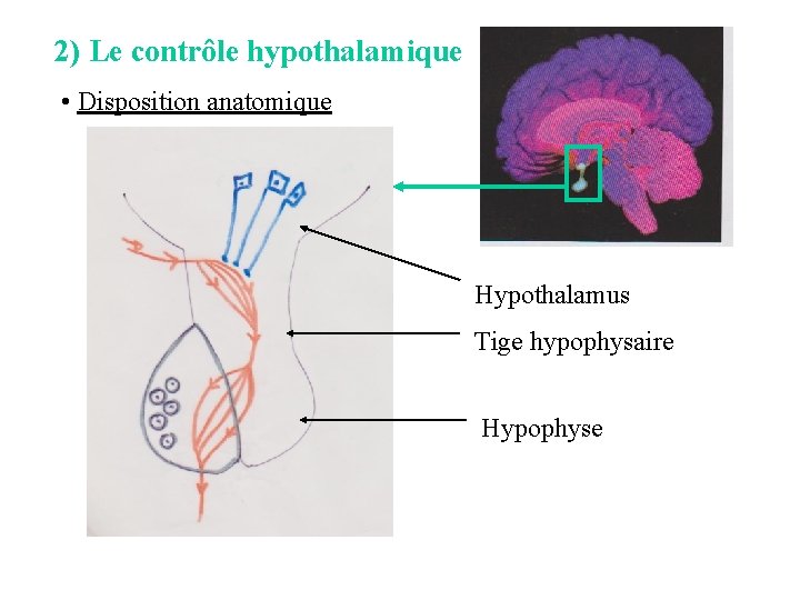 2) Le contrôle hypothalamique • Disposition anatomique Hypothalamus Tige hypophysaire Hypophyse 2) Le contrôle hypothalamique • Disposition anatomique Hypothalamus Tige hypophysaire Hypophyse