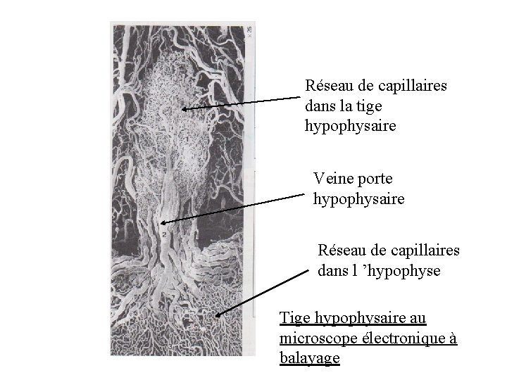 Réseau de capillaires dans la tige hypophysaire Veine porte hypophysaire Réseau de capillaires dans Réseau de capillaires dans la tige hypophysaire Veine porte hypophysaire Réseau de capillaires dans