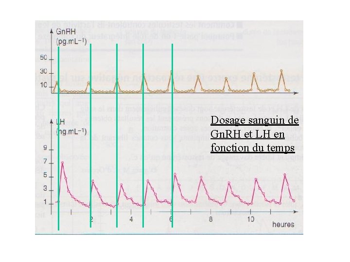 Dosage sanguin de Gn. RH et LH en fonction du temps Dosage sanguin de Gn. RH et LH en fonction du temps