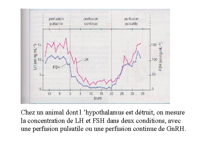 Chez un animal dont l ’hypothalamus est détruit, on mesure la concentration de LH Chez un animal dont l ’hypothalamus est détruit, on mesure la concentration de LH