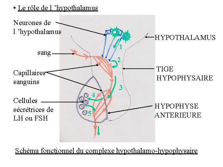 • Le rôle de l ’hypothalamus Neurones de l ’hypothalamus HYPOTHALAMUS 1 sang • Le rôle de l ’hypothalamus Neurones de l ’hypothalamus HYPOTHALAMUS 1 sang