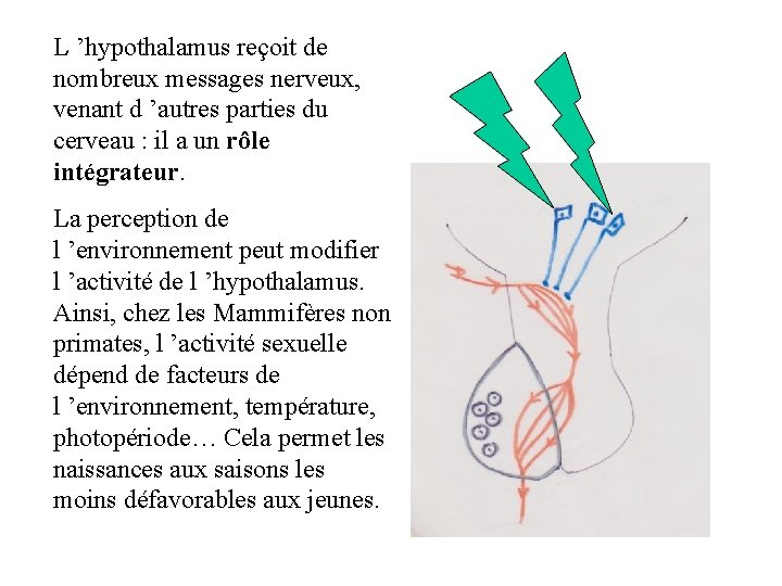 L ’hypothalamus reçoit de nombreux messages nerveux, venant d ’autres parties du cerveau : L ’hypothalamus reçoit de nombreux messages nerveux, venant d ’autres parties du cerveau :
