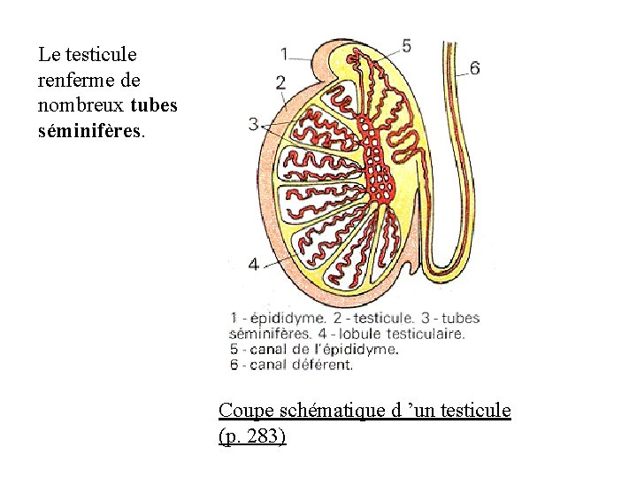 Le testicule renferme de nombreux tubes séminifères. Coupe schématique d ’un testicule (p. 283) Le testicule renferme de nombreux tubes séminifères. Coupe schématique d ’un testicule (p. 283)