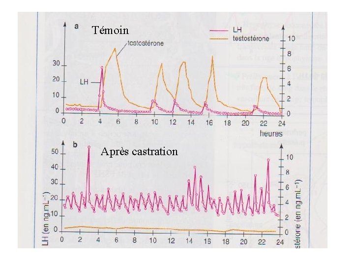 Témoin Après castration Témoin Après castration