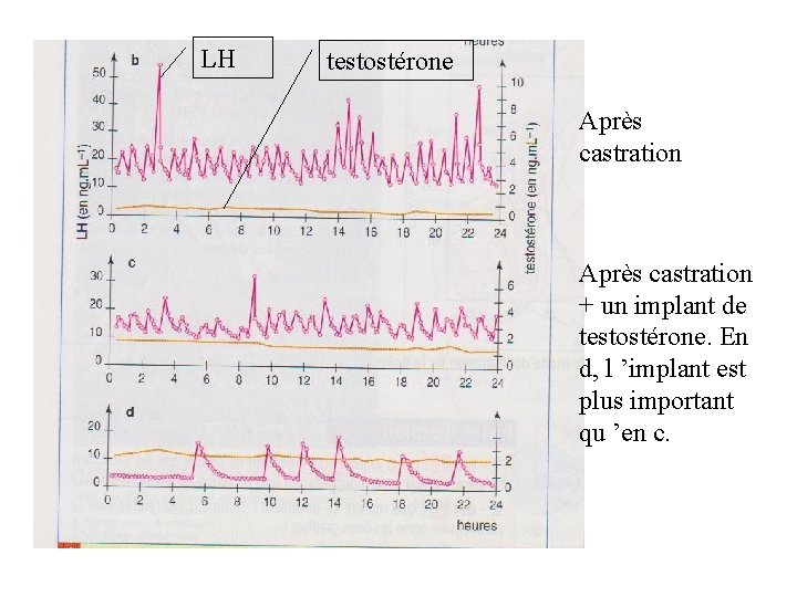 LH testostérone Après castration + un implant de testostérone. En d, l ’implant est LH testostérone Après castration + un implant de testostérone. En d, l ’implant est