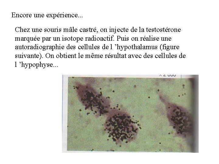 Encore une expérience. . . Chez une souris mâle castré, on injecte de la Encore une expérience. . . Chez une souris mâle castré, on injecte de la