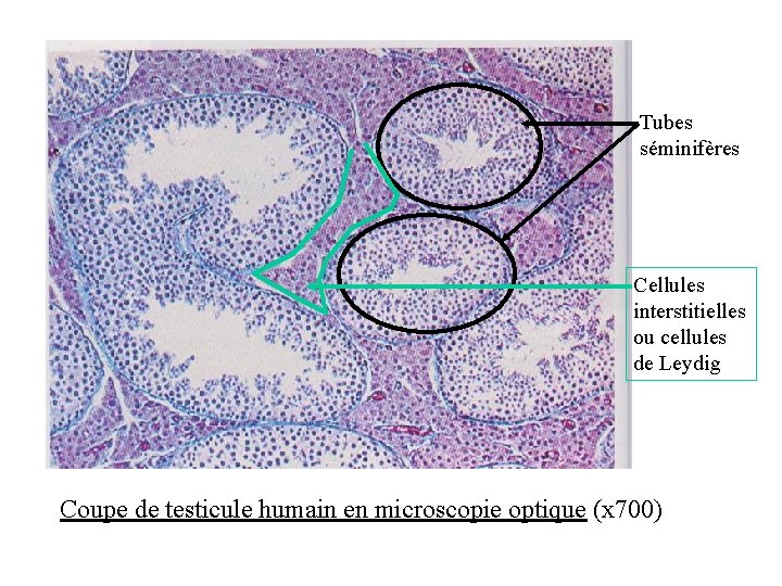 Tubes séminifères Cellules interstitielles ou cellules de Leydig Coupe de testicule humain en microscopie Tubes séminifères Cellules interstitielles ou cellules de Leydig Coupe de testicule humain en microscopie