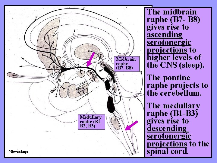 Midbrain raphe (B 7, B 8) Medullary raphe (B 1, B 2, B 3)