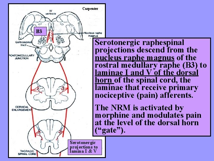 Carpenter B 3 Serotonergic raphespinal projections descend from the nucleus raphe magnus of the