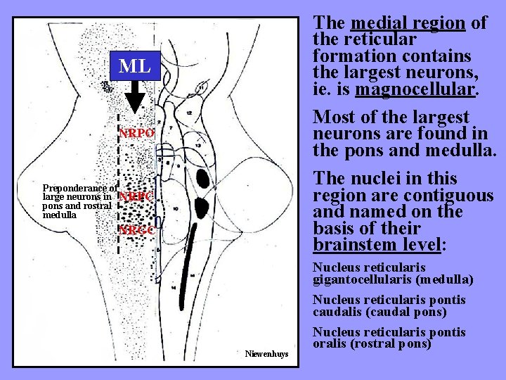 The medial region of the reticular formation contains the largest neurons, ie. is magnocellular.