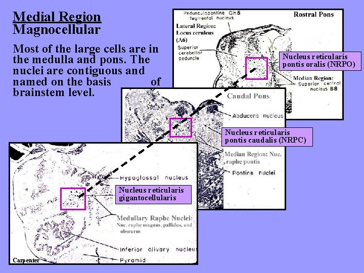 Medial Region Magnocellular Most of the large cells are in the medulla and pons.