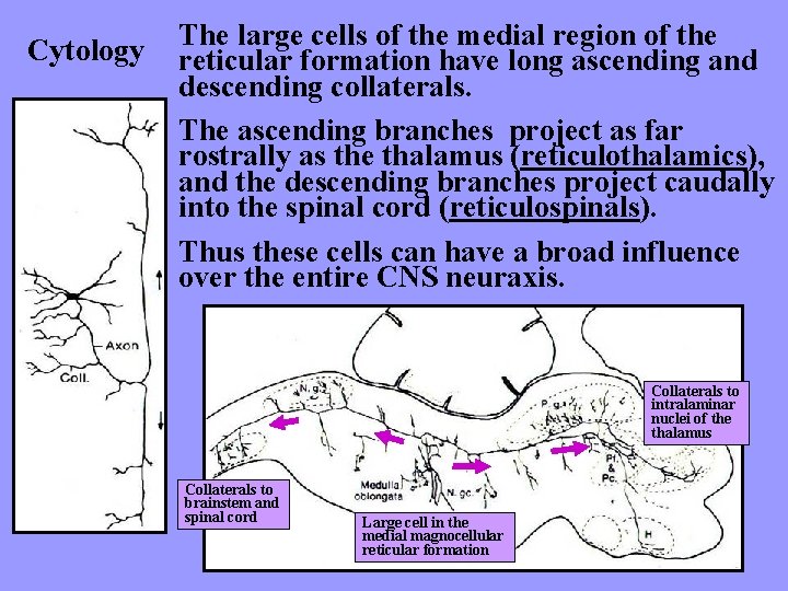 Cytology The large cells of the medial region of the reticular formation have long