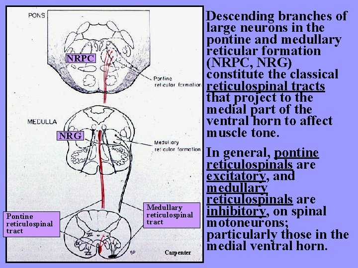 NRPC NRG Pontine reticulospinal tract Medullary reticulospinal tract Carpenter Descending branches of large neurons