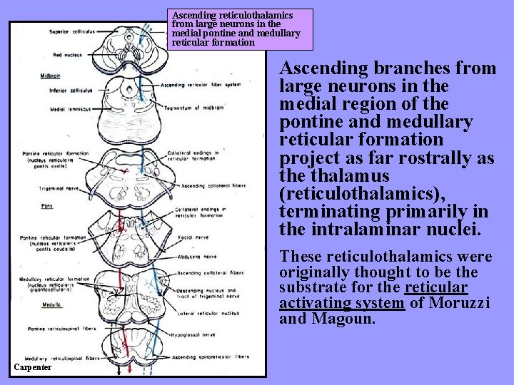 Ascending reticulothalamics from large neurons in the medial pontine and medullary reticular formation Ascending