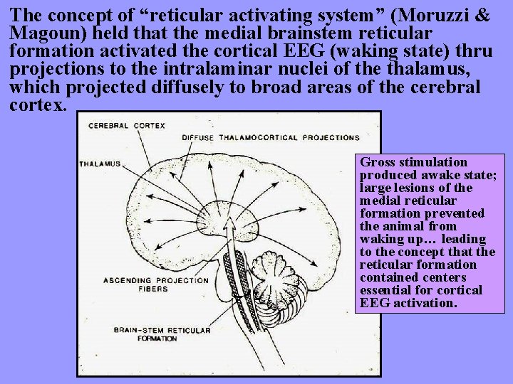 The concept of “reticular activating system” (Moruzzi & Magoun) held that the medial brainstem