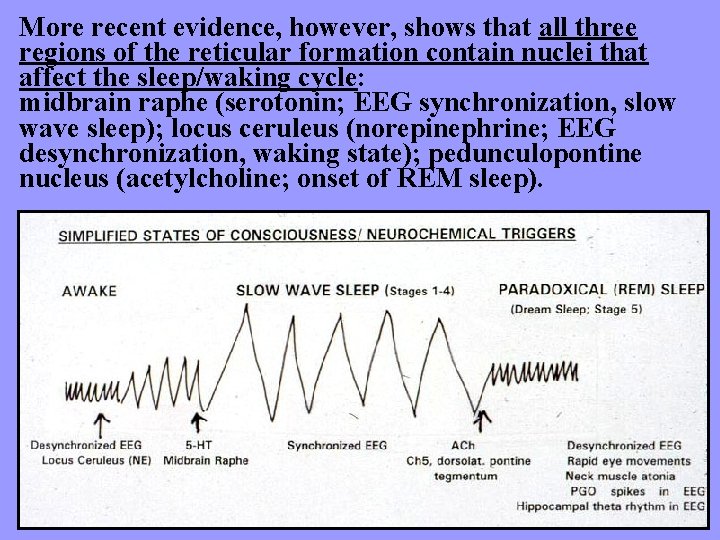 More recent evidence, however, shows that all three regions of the reticular formation contain