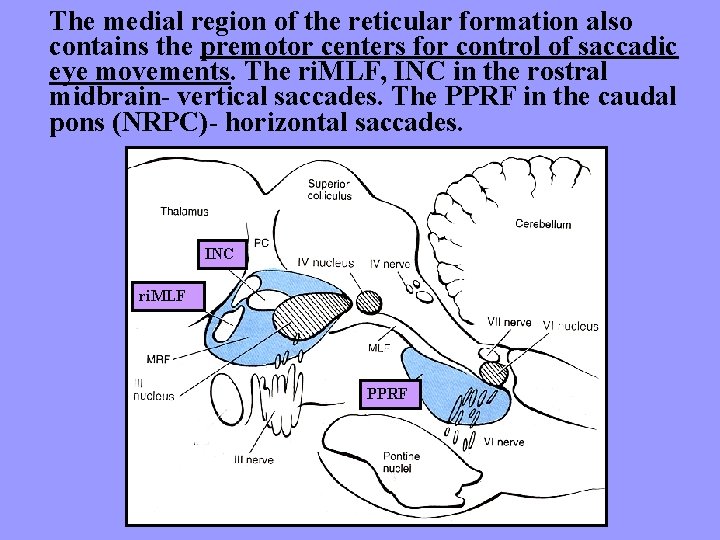 The medial region of the reticular formation also contains the premotor centers for control